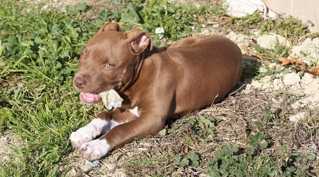 Cucciolo di cane pitbull