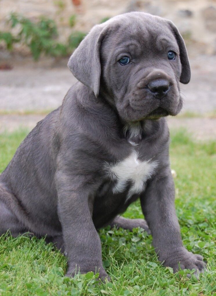 Cucciolo di cane razza Corso