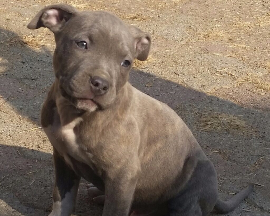 Cucciolo di cane seduto