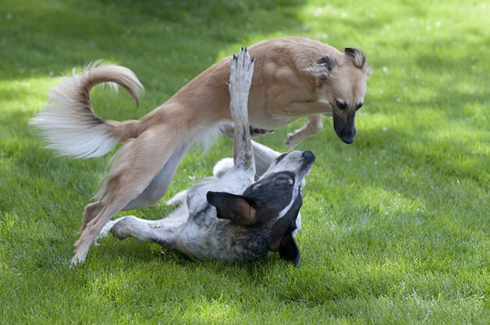 Due cani che giocano