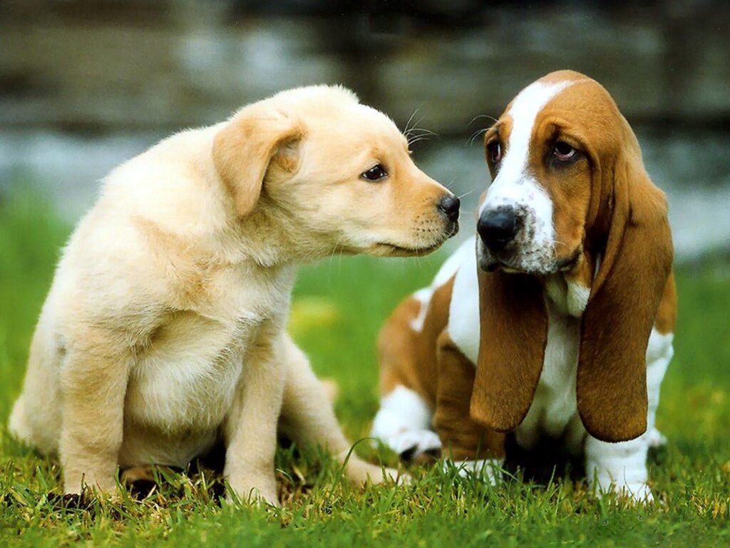 Due cani che si guardano