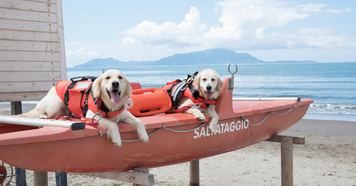 Forte dei Marmi: cani bagnino protagonisti di tre salvataggi in mare