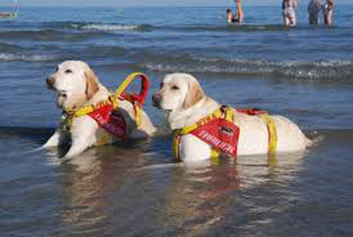 Due cani da soccorso in acqua