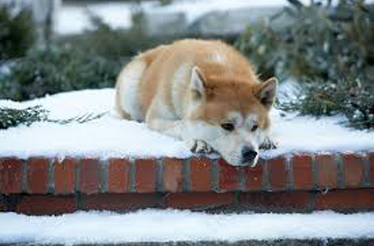 Hachiko