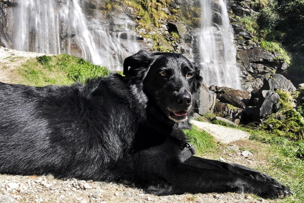 cane nero e cascate