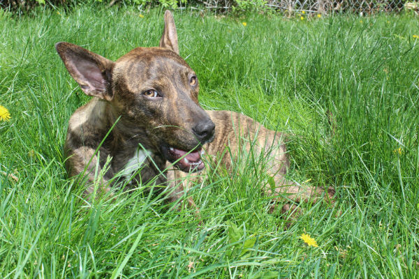 cane che mangia erba