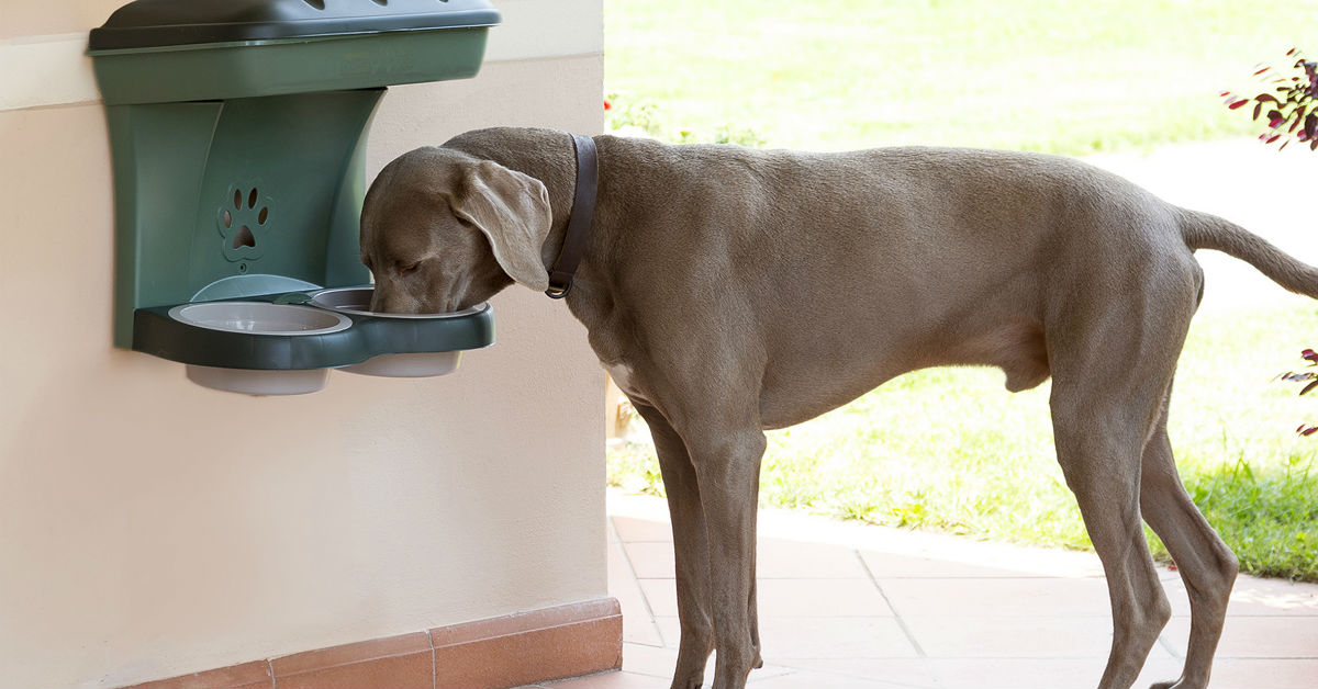 I cani possono mangiare funghi?