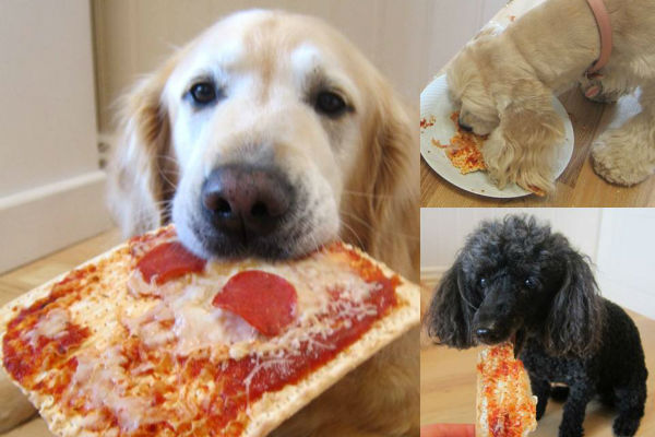 cani con pizza