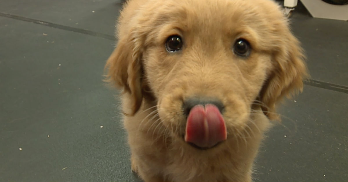 Il cane ha mangiato le patatine fritte: starà male?