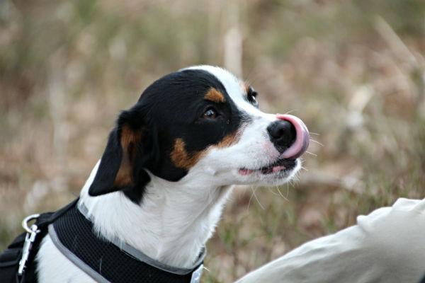 cane che si lecca i baffi