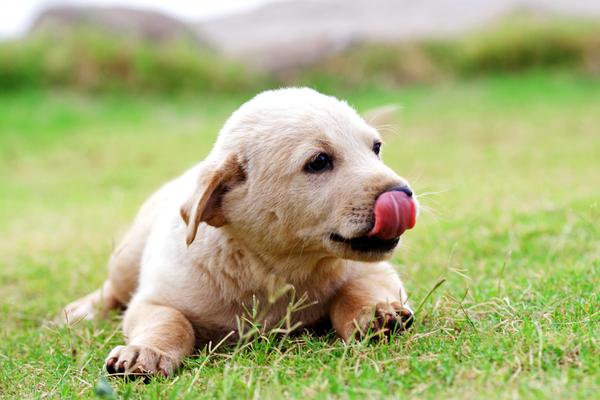 cane che si lecca i baffi