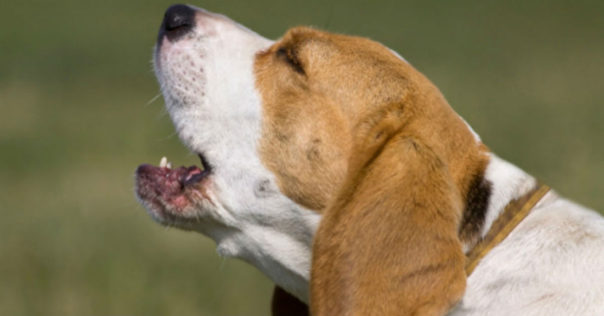 Il cane è affamato o finge? Ecco come scoprirlo