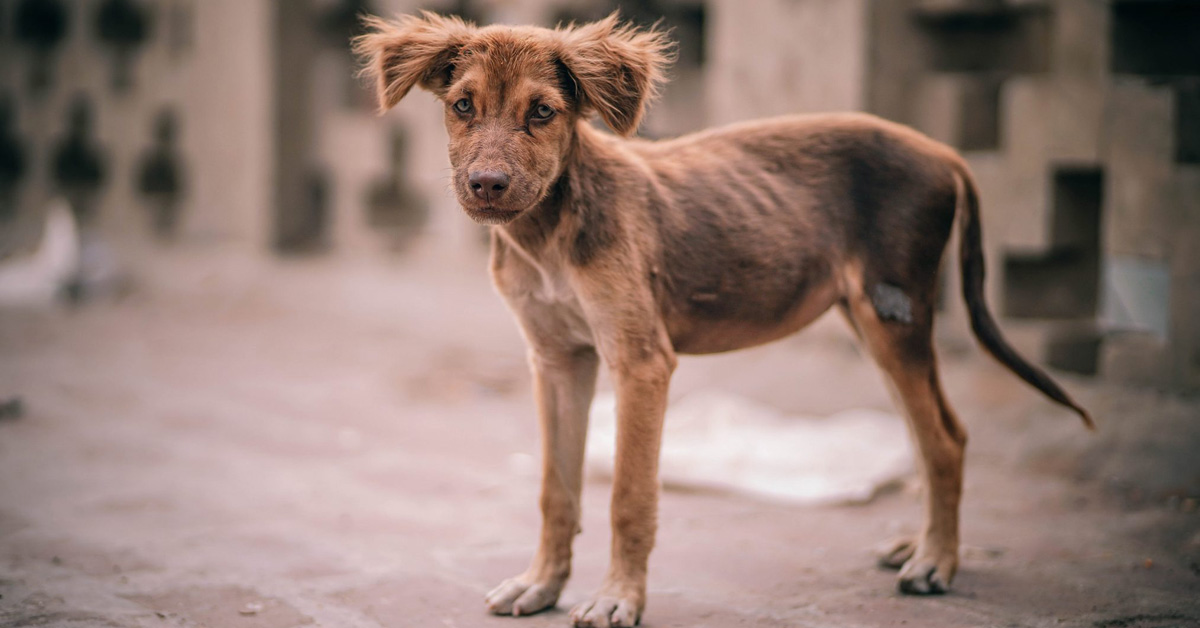 Cani randagi salvano una bambina abbandonata in un tombino