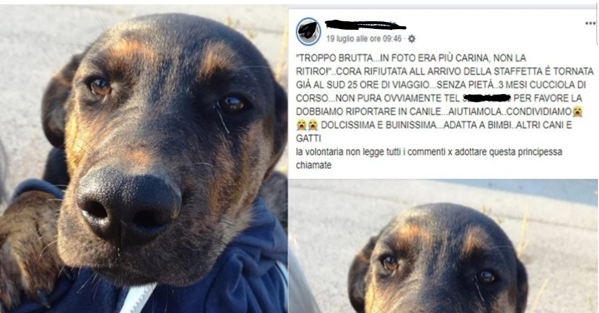 Cora, la cagnolina adottata e lasciata al canile perché “troppo brutta”