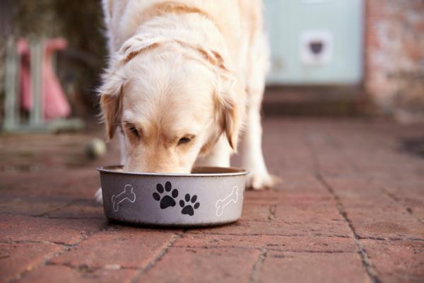 cane che mangia