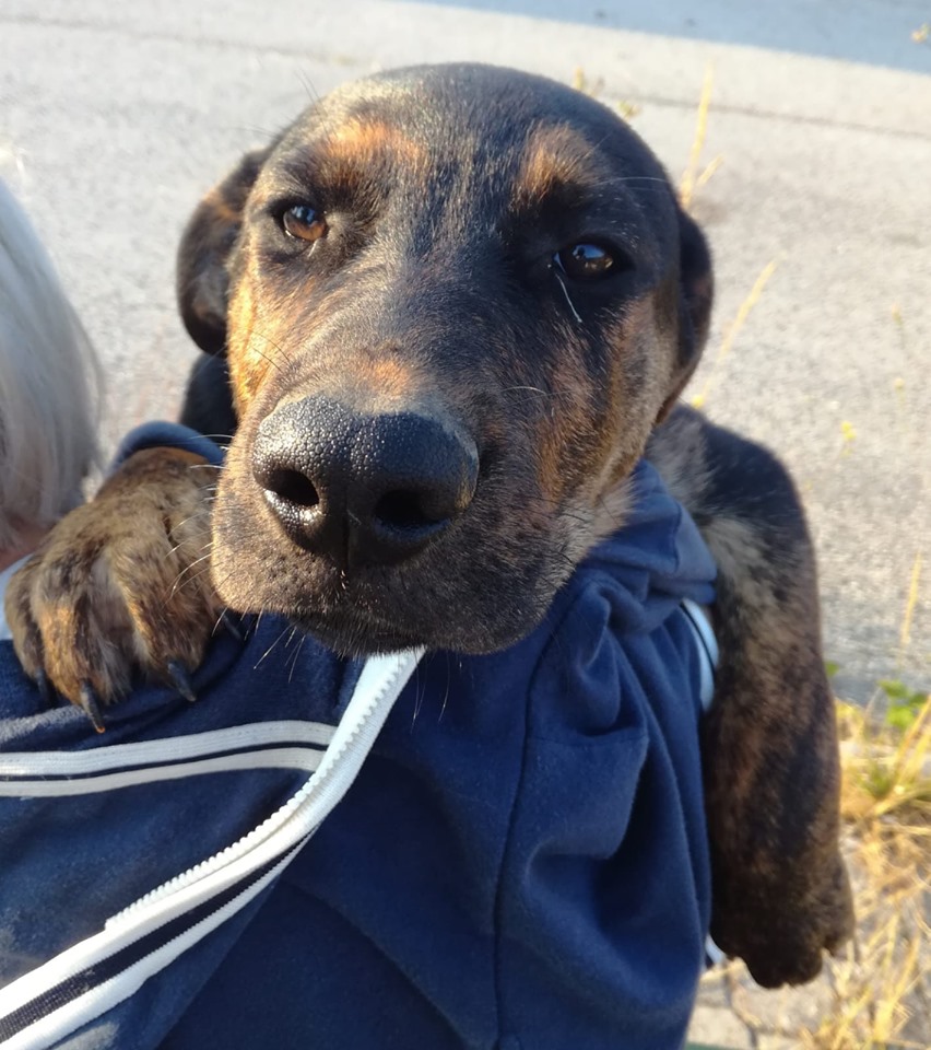 Primo piano di un cane