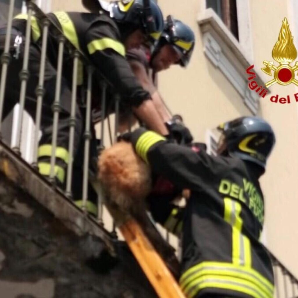 Salvataggio di un cane da un balcone