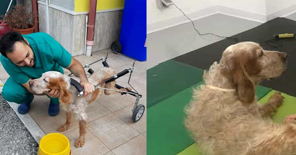 Melody: il cane abbandonato dopo una paralisi che ora sogna una nuova vita