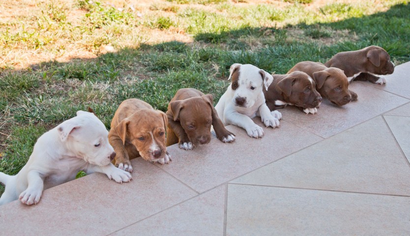 Tanti cuccioli di pitbull