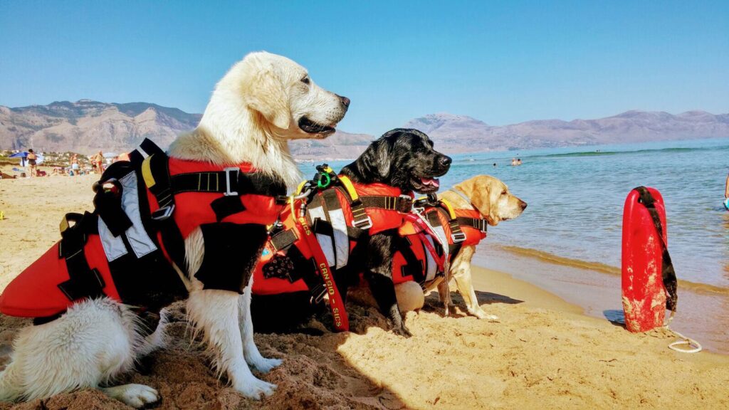 Tra cani da salvataggio seduti in riva al mare