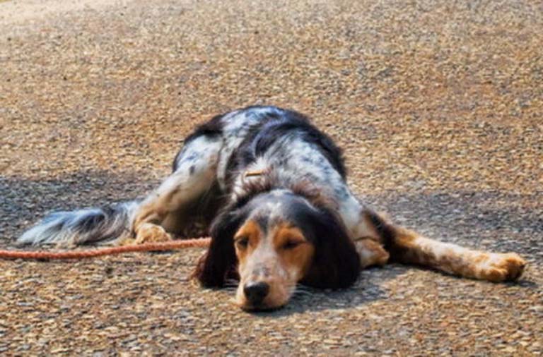 Un cane abbandonato