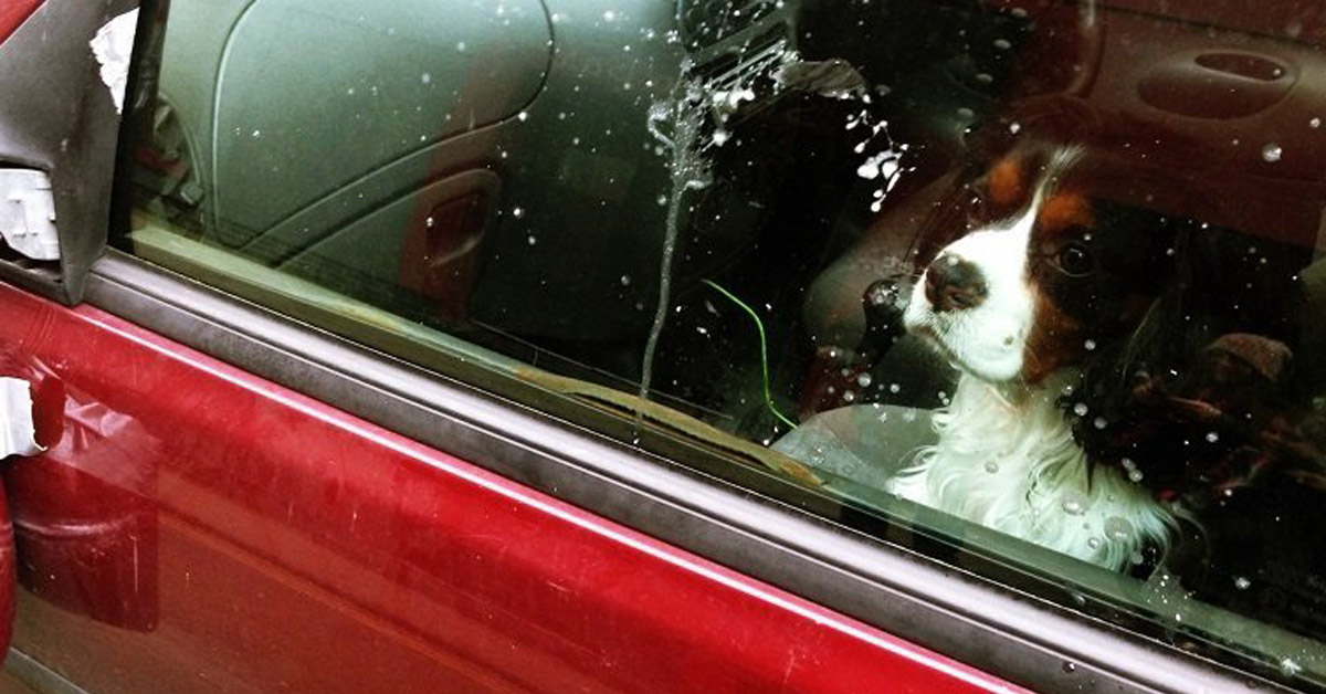 Genova: cane dimenticato in auto, i soccorsi non arrivano in tempo
