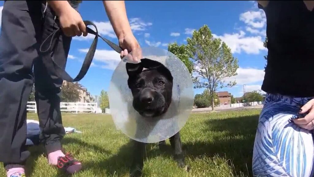 Un cane con il collare elisabettiano