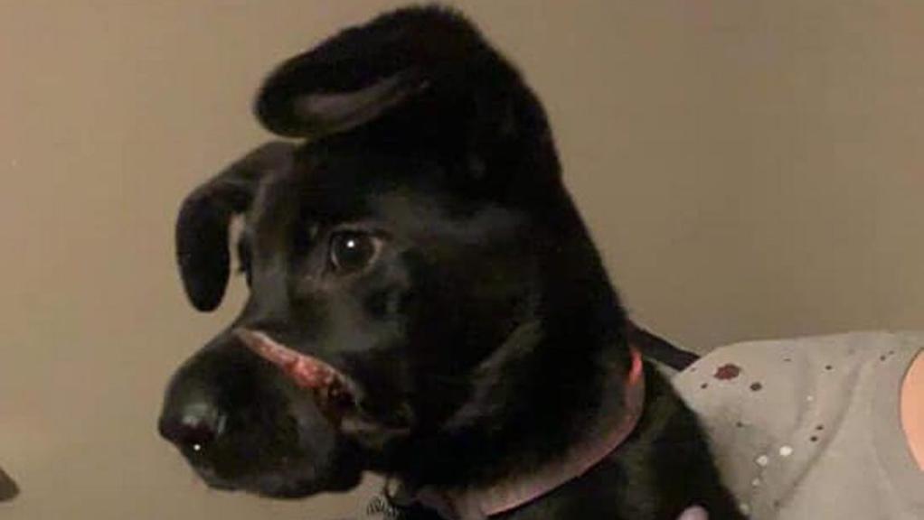 Un cane con una ferita al muso