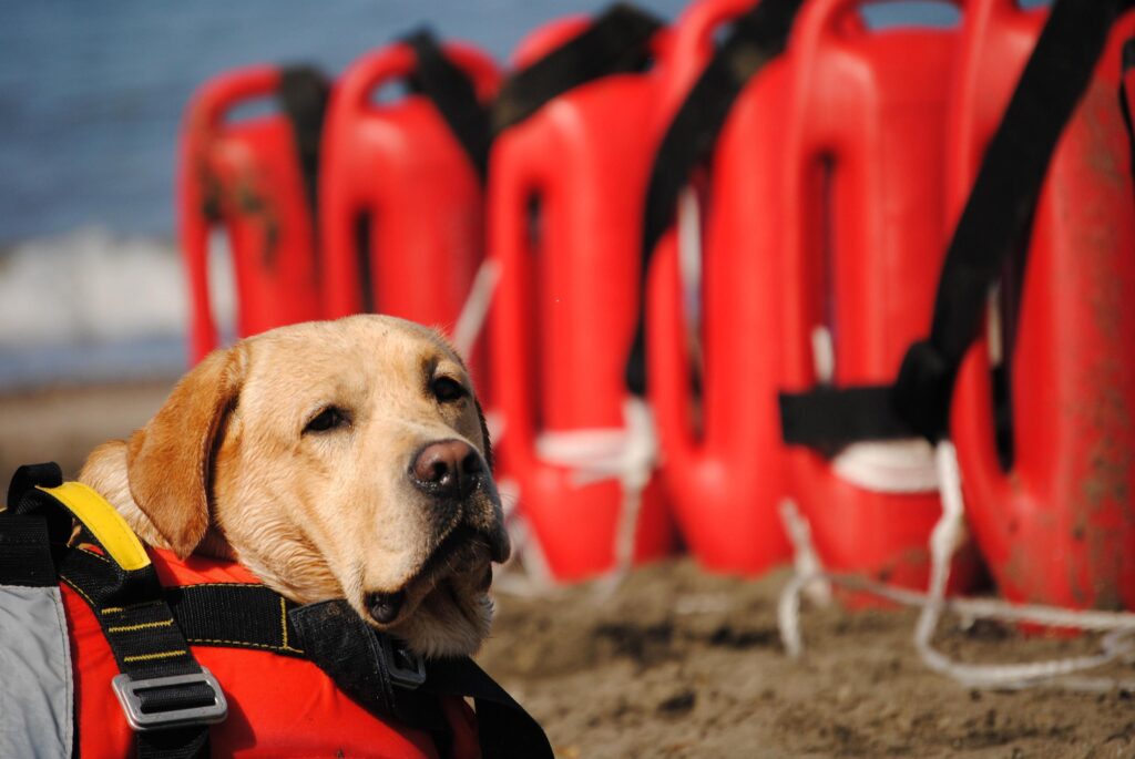 Un cane da salvataggio