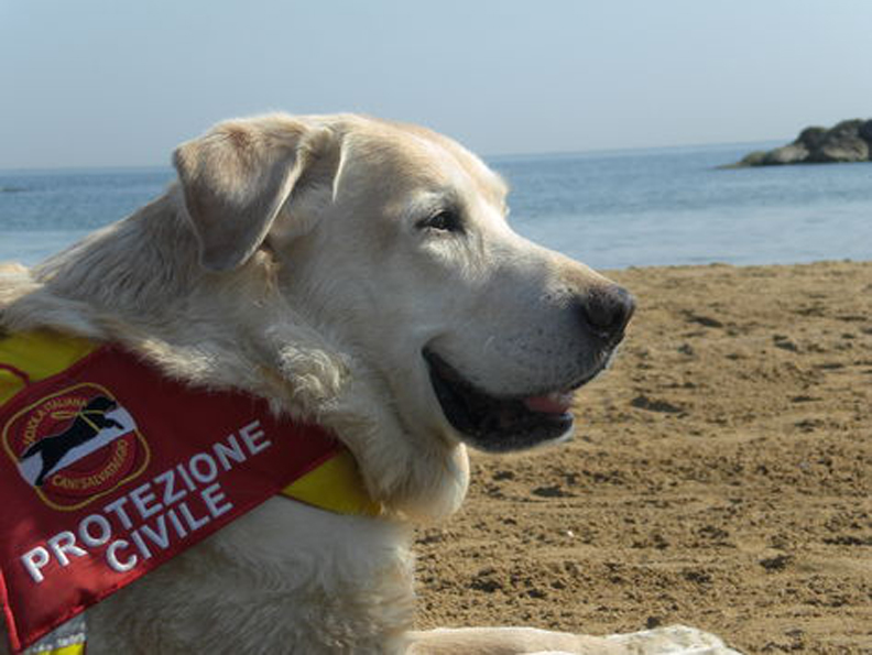 Un cane da soccorso in spiaggia