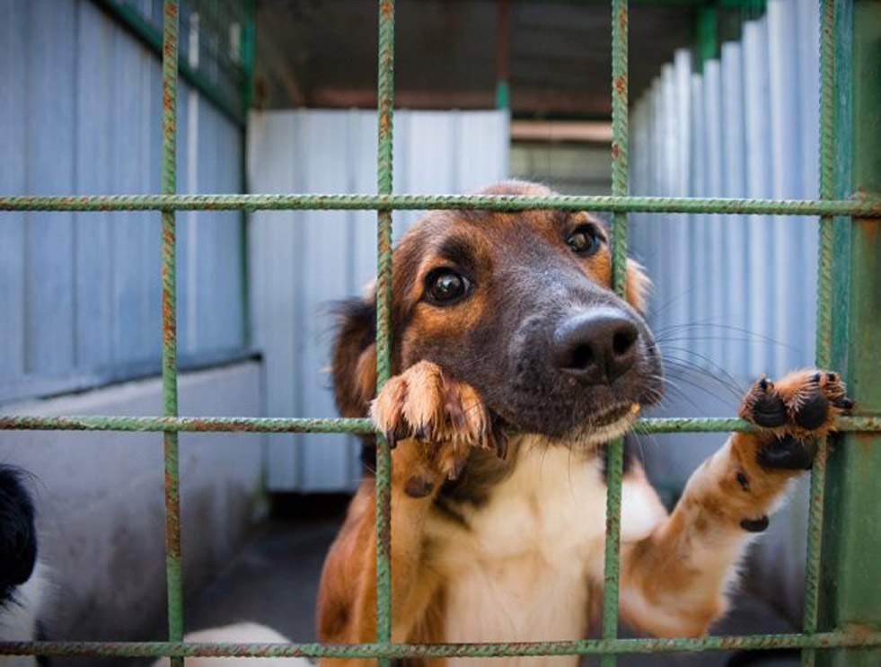 Un cane in canile dietro una rete