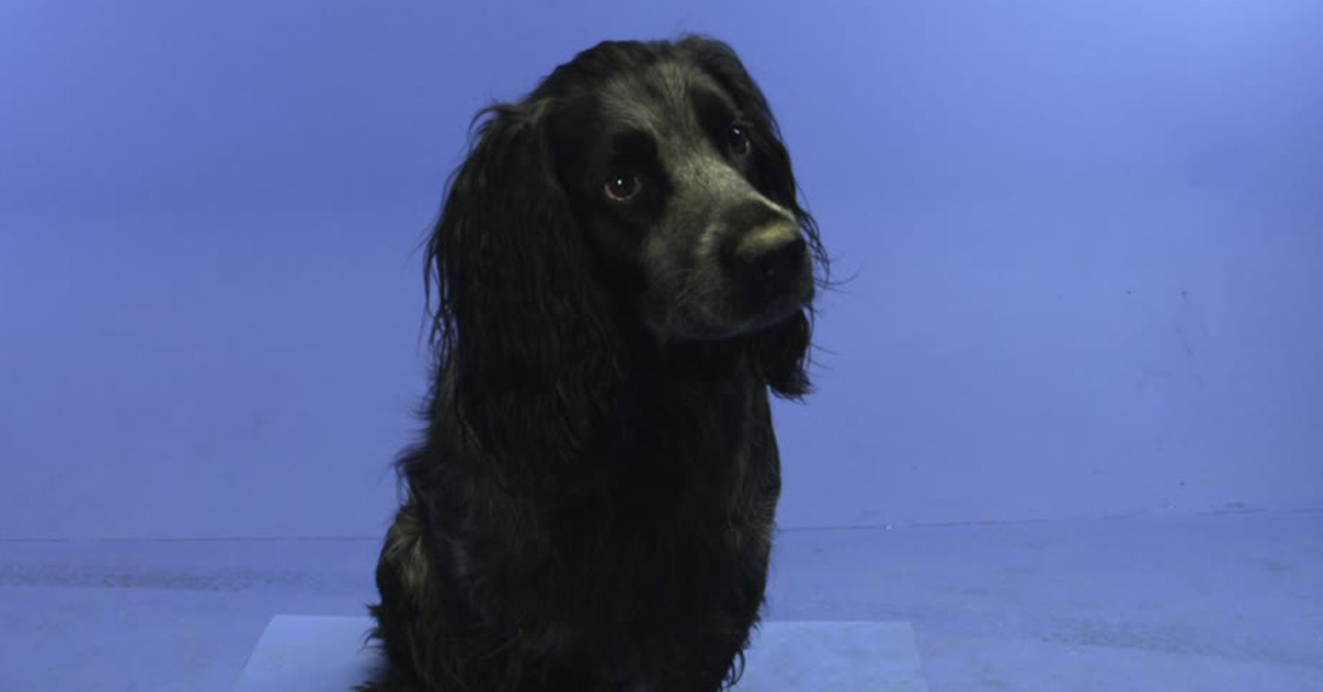 Firenze: cane ustionato per fare un dispetto al suo coinquilino