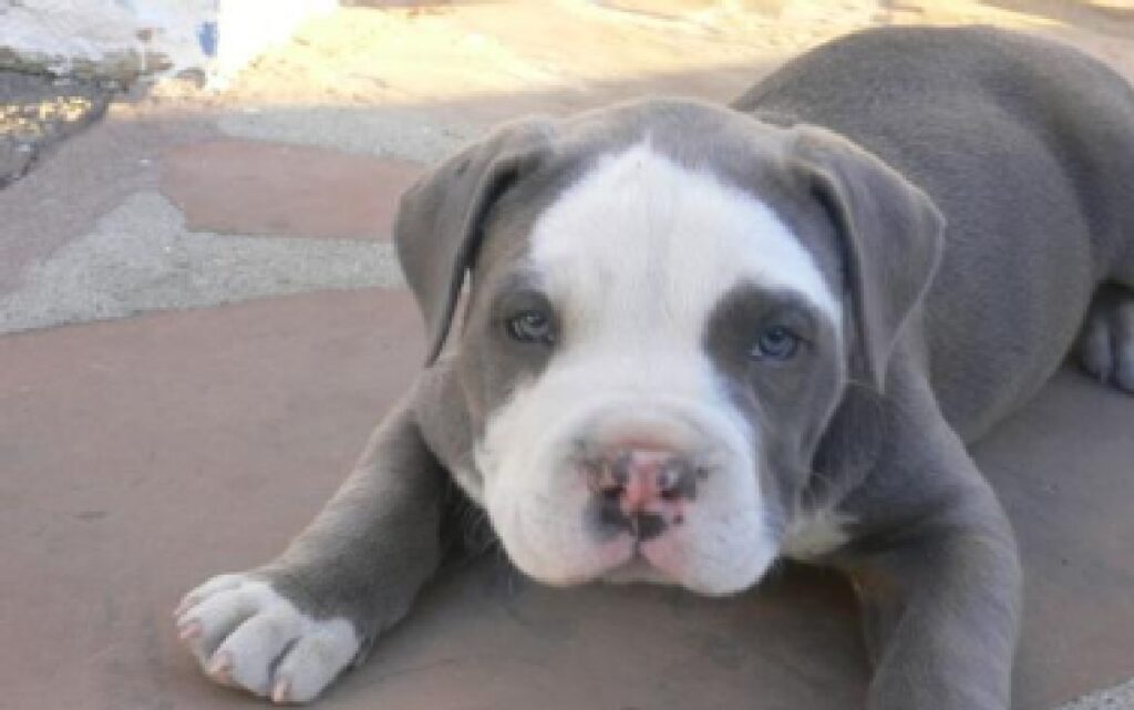 Un cucciolo di cane