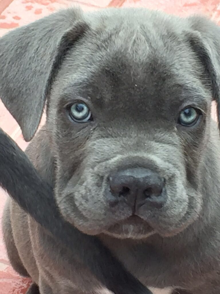 Un cucciolo di cane