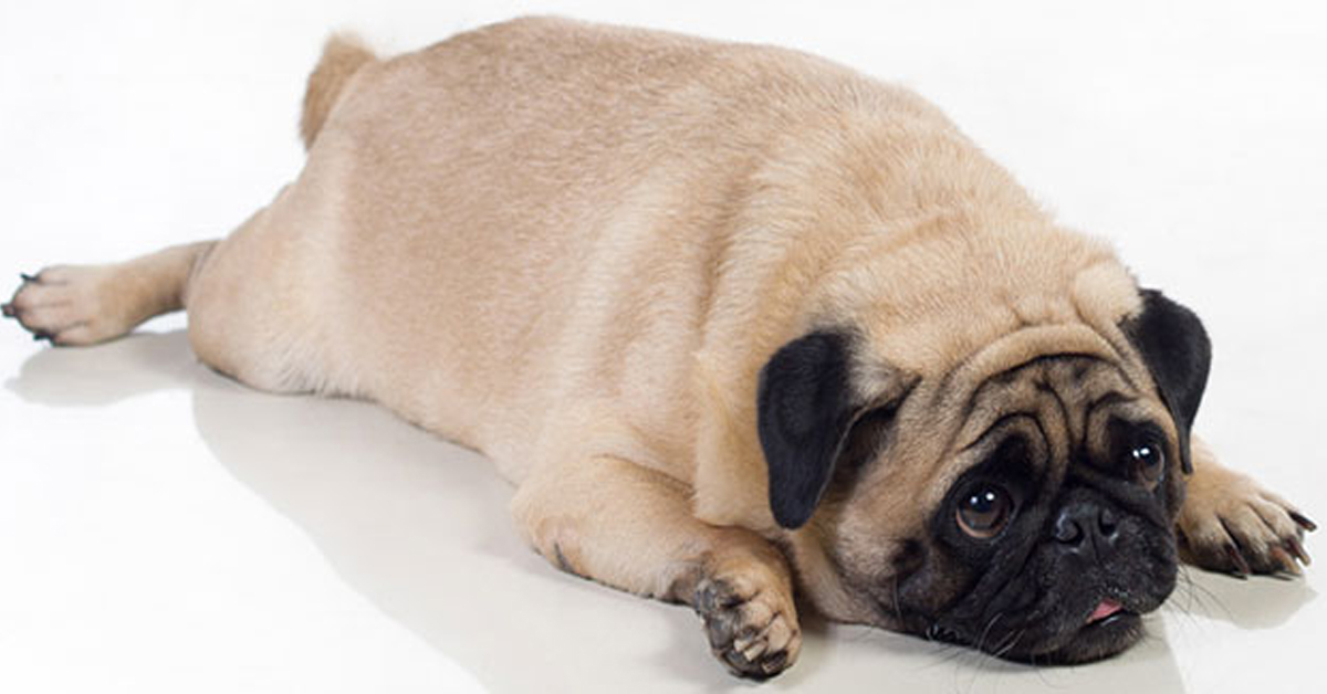 I cani obesi sono più irritabili: parola di scienza