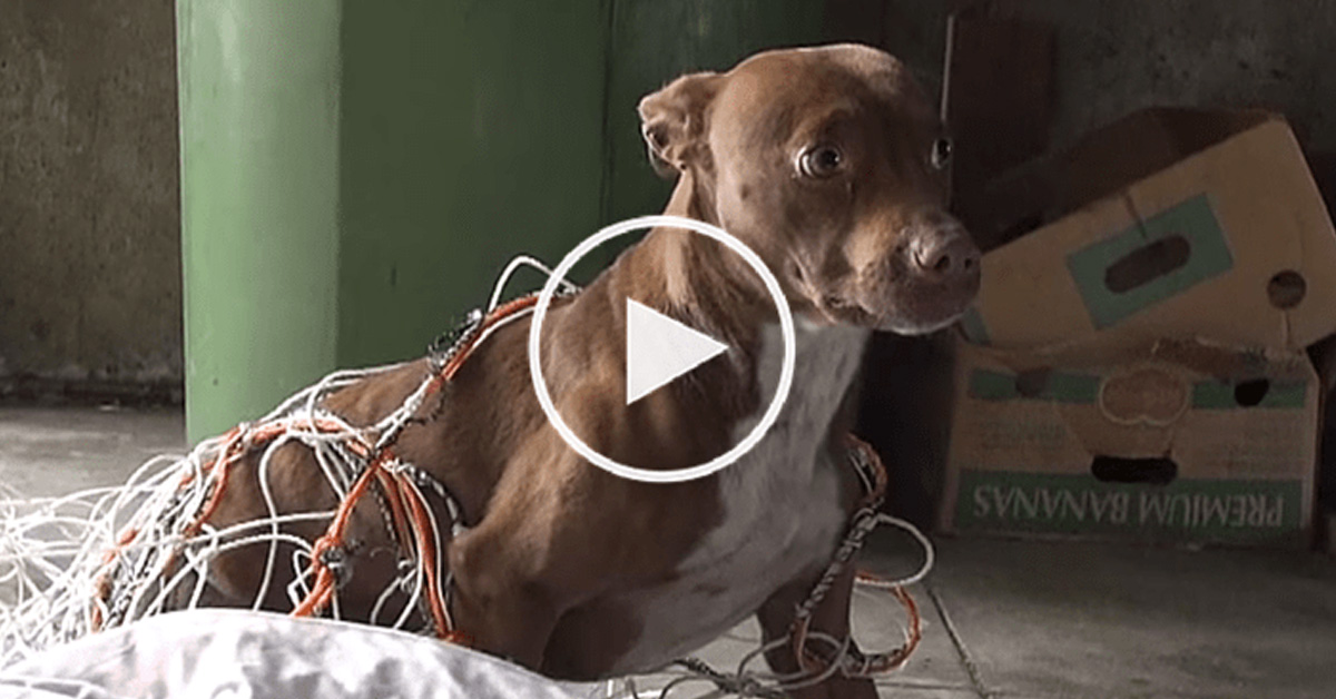 Eden, il cane abbandonato e chiuso in un garage: il video del salvataggio