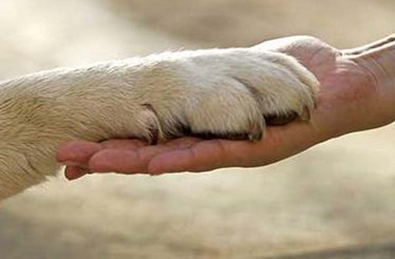 Zampa di un cane sulla mano di un uomo