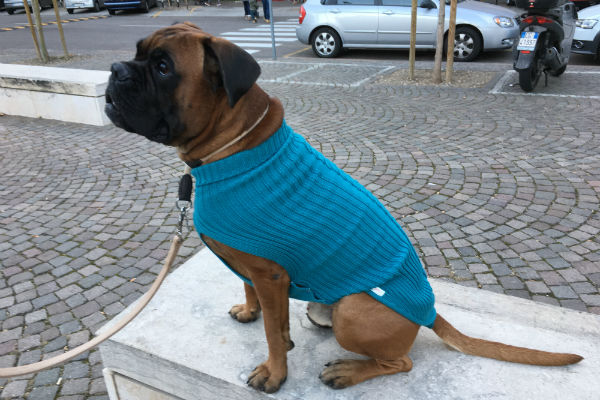 cane con maglione