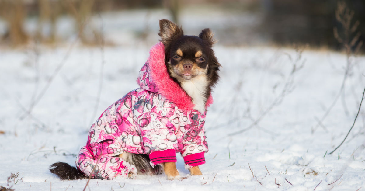 Ai cani serve il maglione in inverno?