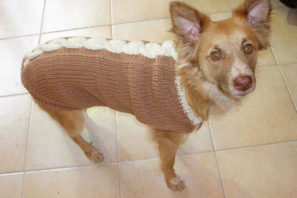 cane con il maglione