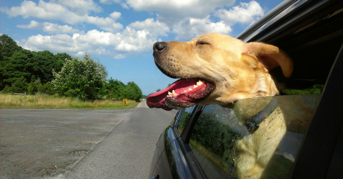 Ai cani serve la cintura di sicurezza?