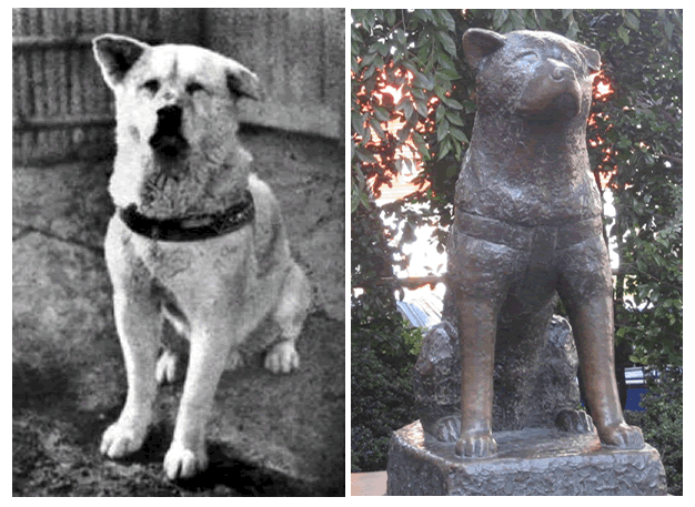 La statua di Hachiko 