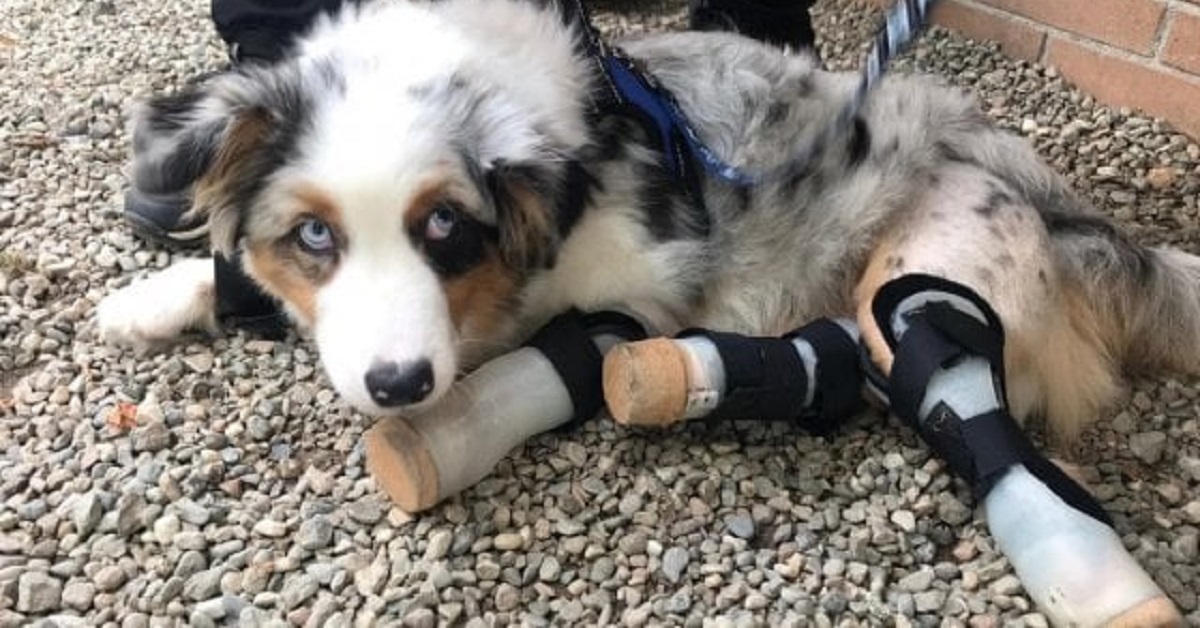Alex, il cane senza zampe aspetta le sue protesi bioniche
