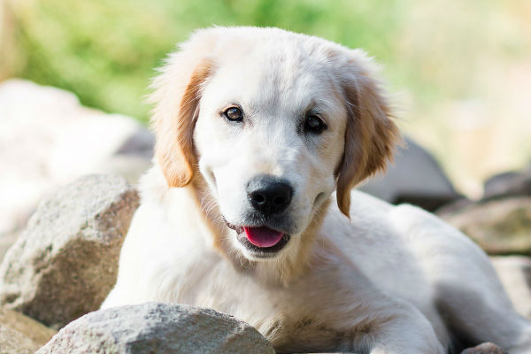 cane che guarda