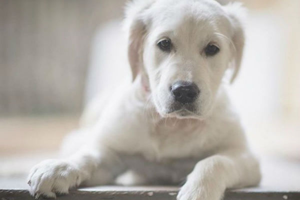 cane che guarda