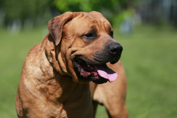 ai cani serve il ventilatore