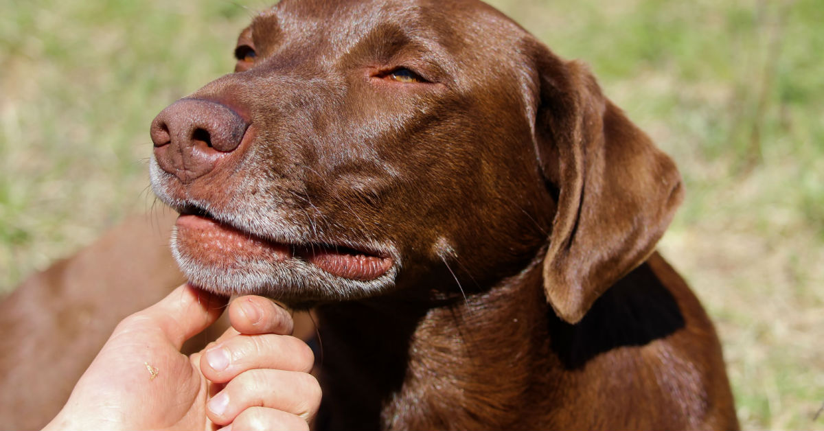 Allungare la vita al cane: 5 consigli per avere Fido sempre accanto