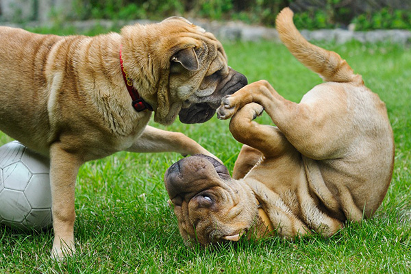 come far convivere un cane adulto e un cucciolo