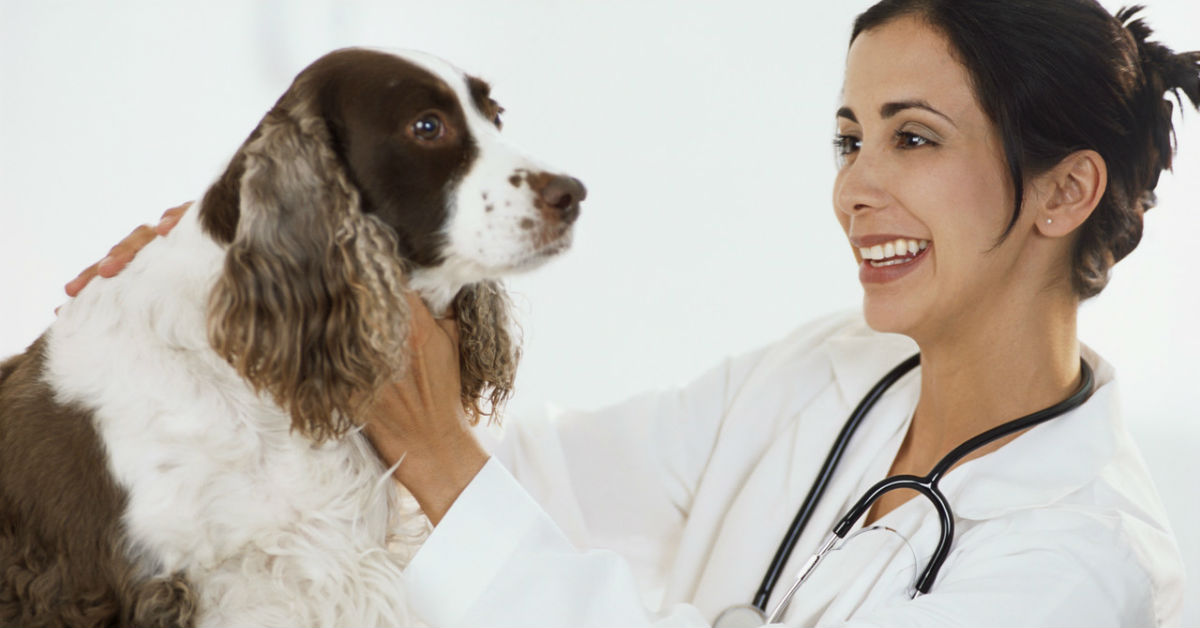 Anestetici per il cane: cosa sono e come aiutano Fido