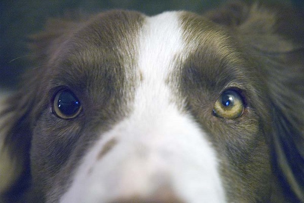 cane con pupilla dilatata